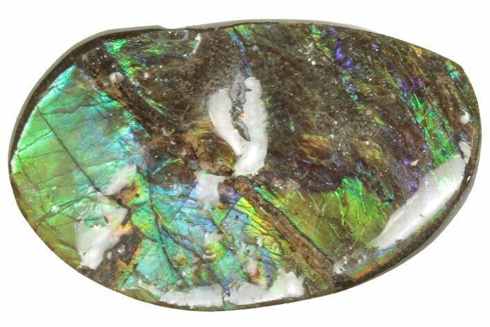 Iridescent Ammolite (Fossil Ammonite Shell) - Alberta #357445